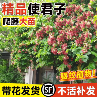 使君子爬藤植物大花苗重瓣带花苞驱蚊植物室内外庭院阳台四季常绿