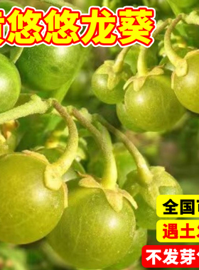 黄悠悠种籽野生龙葵种子四季高产易成活水果种孑菜园大田易种植苗