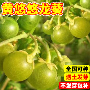 黄悠悠种籽野生龙葵种子四季高产易成活水果种孑菜园大田易种植苗