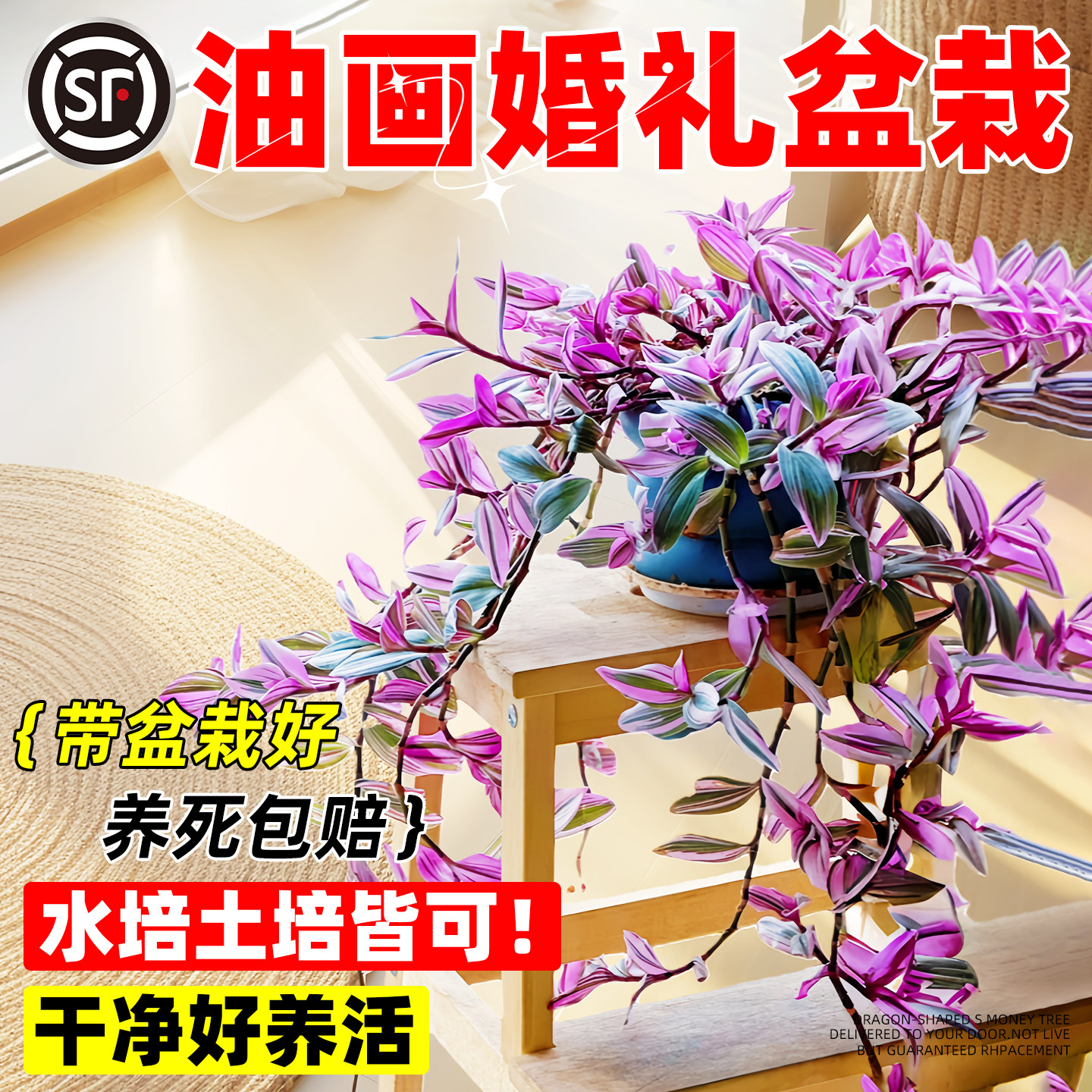 油画婚礼吊兰盆栽室内垂吊植物大图片