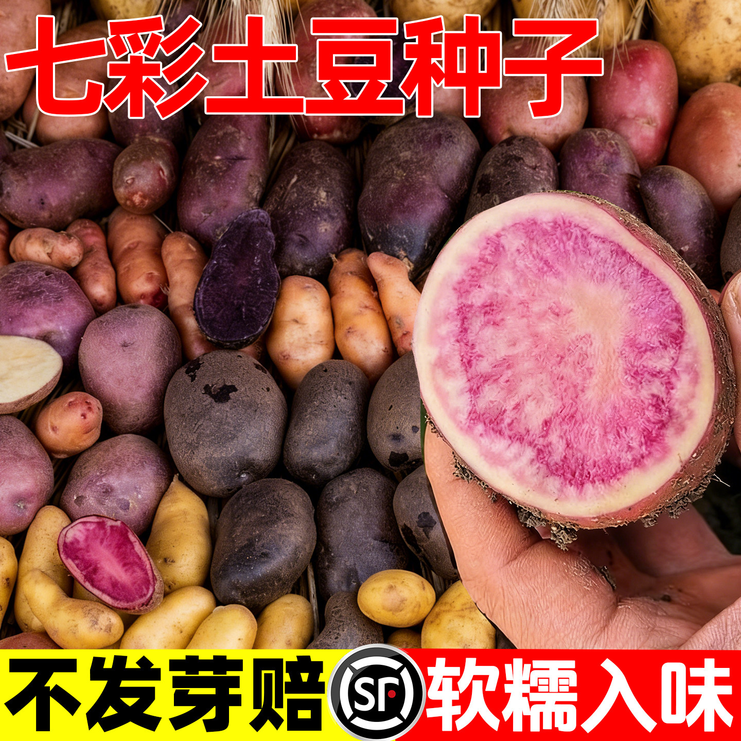 云南七彩花心土豆种子马铃薯丽江图片