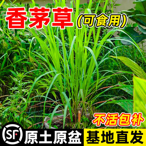 新鲜香茅草苗柠檬盆栽可食