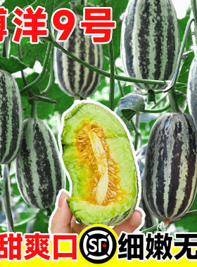 博洋九号甜瓜种籽冰糖子高产超甜