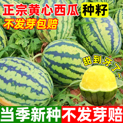 甜蜜一号西瓜四季种黄心西瓜籽