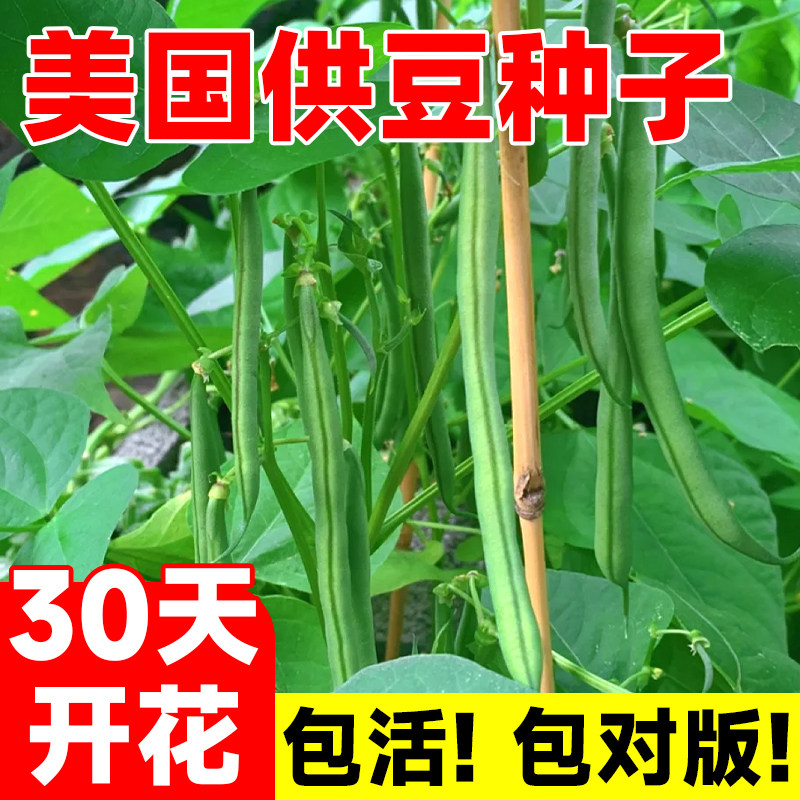 美国供豆四季豆种子早熟高产肉厚长扁豆春秋播耐热耐寒豆角种籽孑
