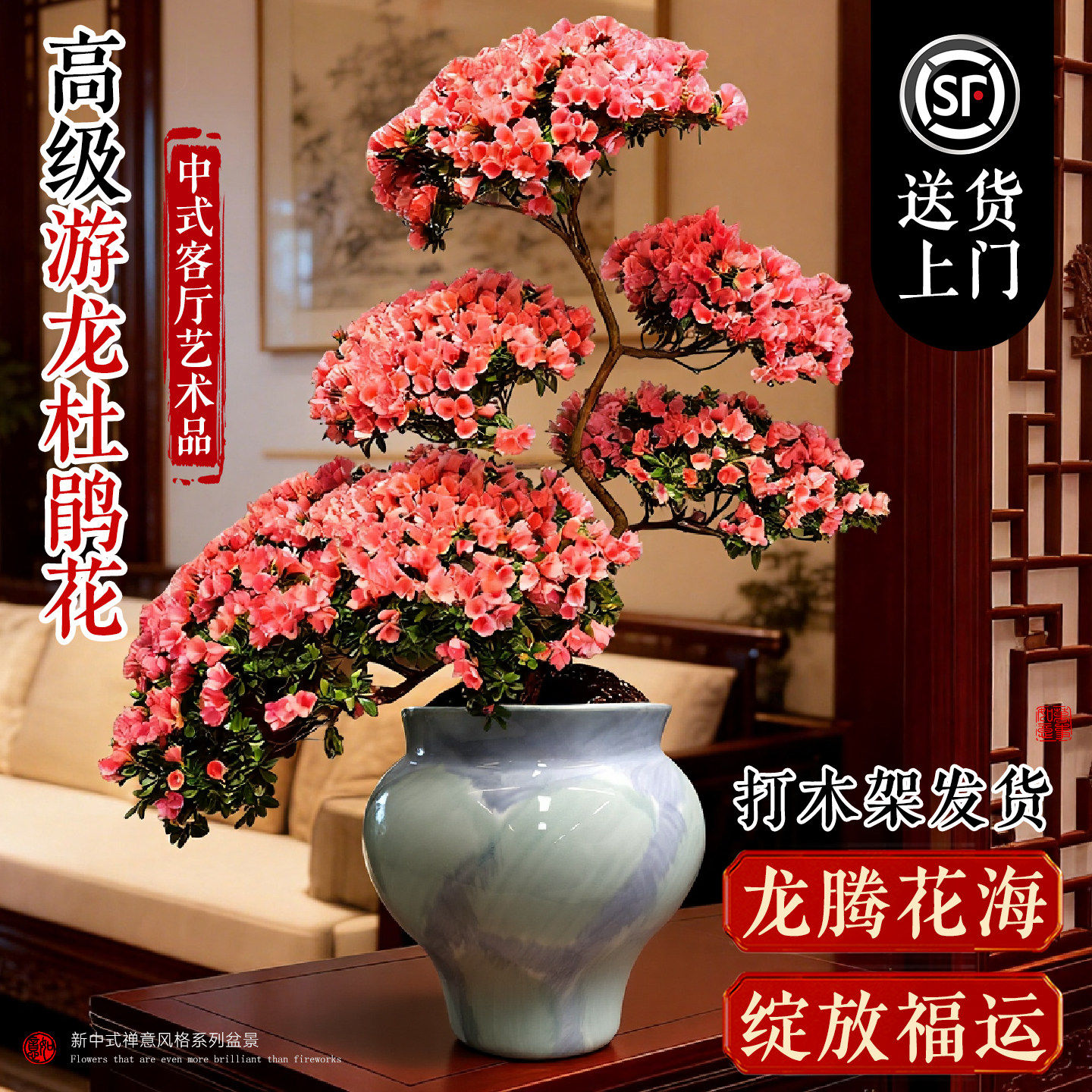 西玛杜鹃花盆栽带花苞蜡皮游龙造