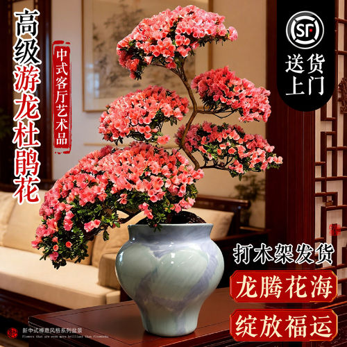 西玛杜鹃花盆栽带花苞蜡皮游龙造