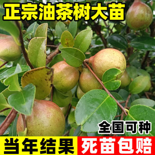 正宗油茶树苗薄皮大果南北方种植长林系油茶籽高产软枝白花山茶子