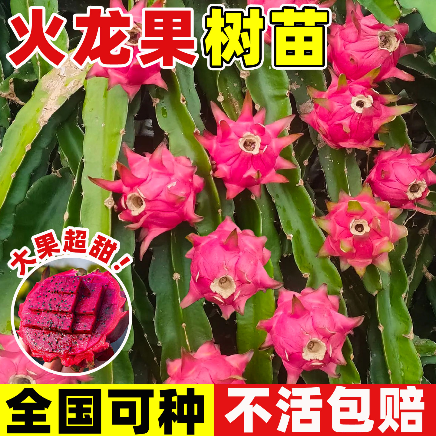 红心火龙果嫁接果苗盆栽南北方四