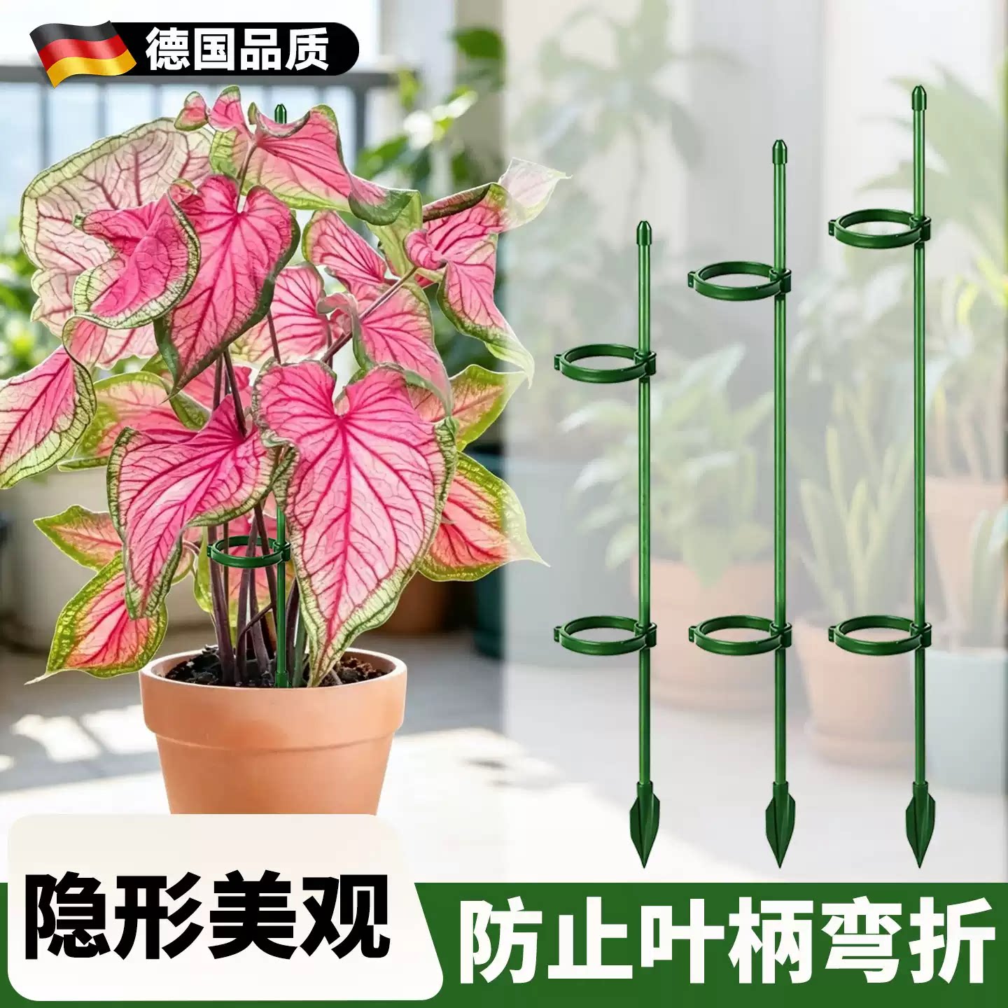 彩叶芋支撑杆植物防倒伏支架龟背图片