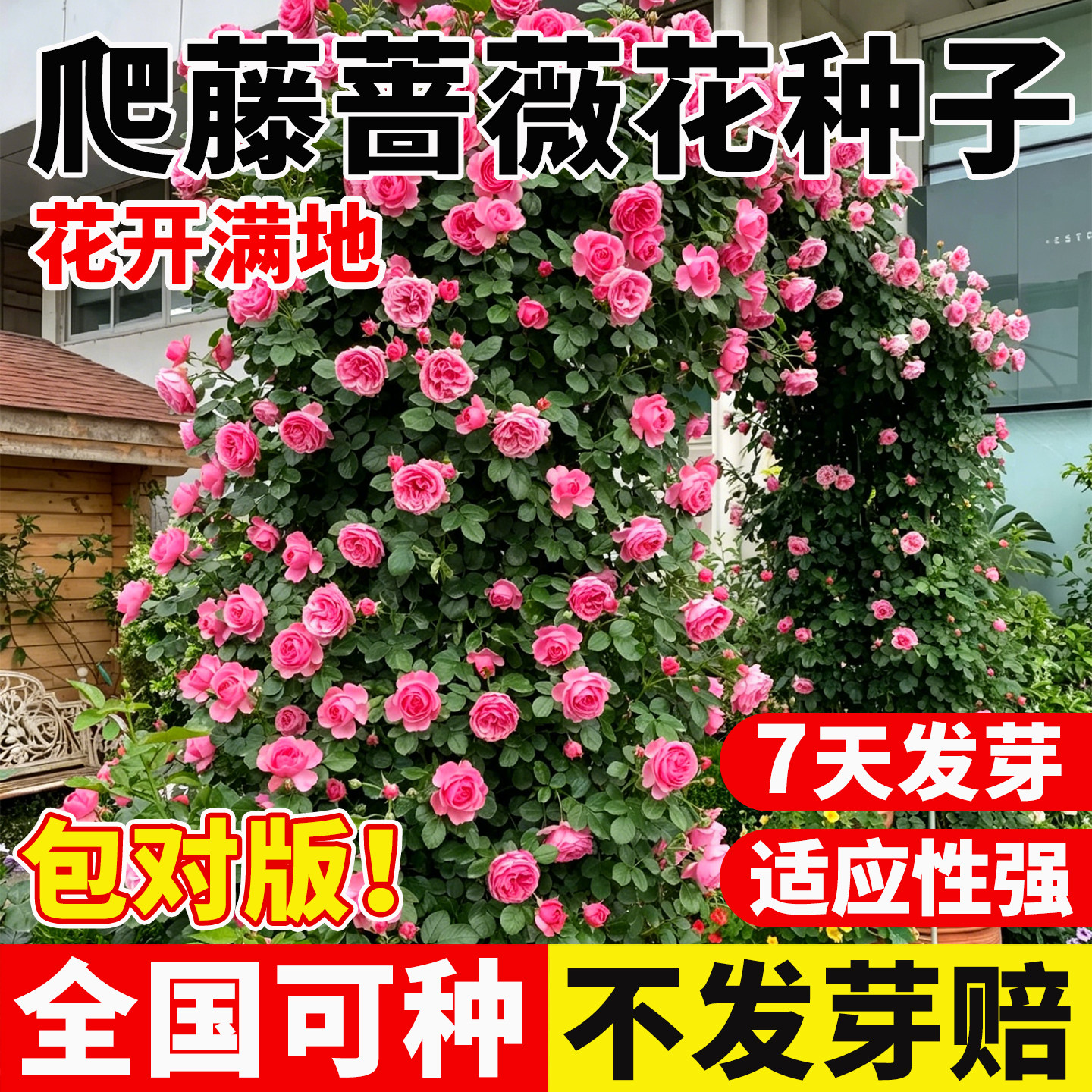 爬藤蔷薇花种子重瓣大花四季藤本月季室外爬墙庭院阳台玫瑰花种子