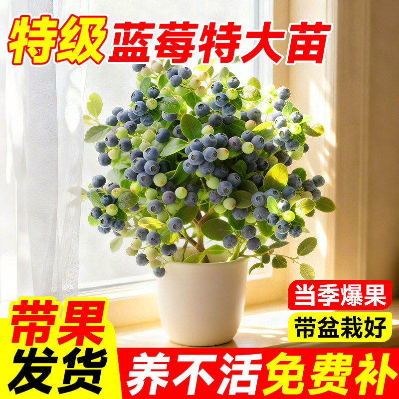 蓝莓树果苗室内盆栽四季带大果好