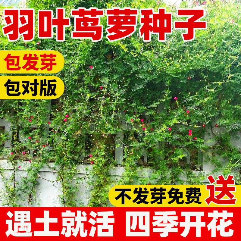 羽叶茑萝花种籽五角星花种子四季开花易成活爬藤观赏植物花苗盆栽