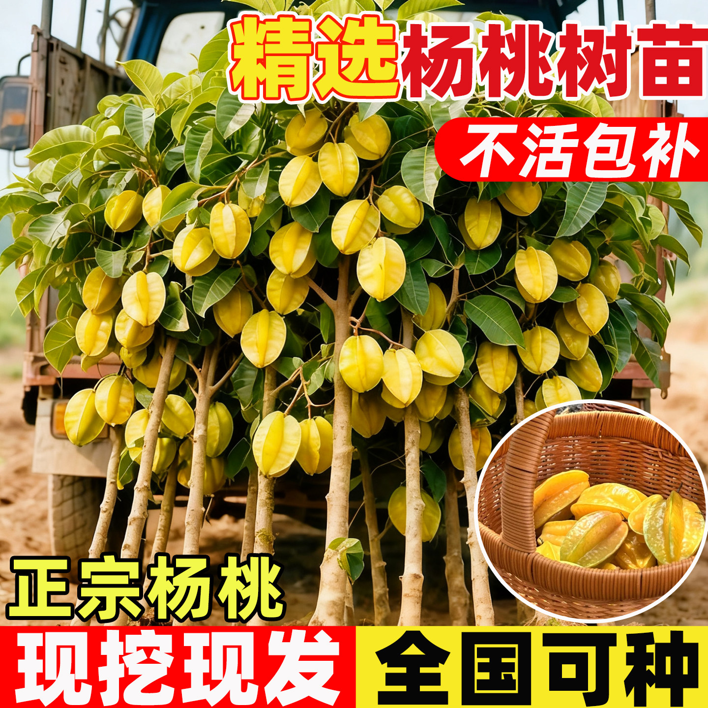 杨桃树苗纯甜嫁接特大果树苗台湾图片