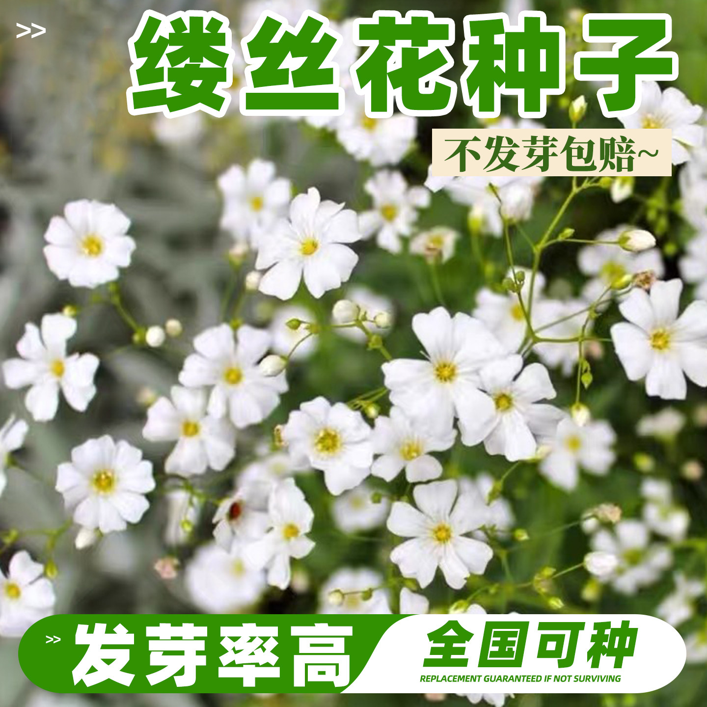 缕丝花种子大花宿根可切花盆栽满天星易种四季播亚布流星花种籽
