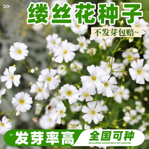 缕丝花种子宿根可切花流星花种籽