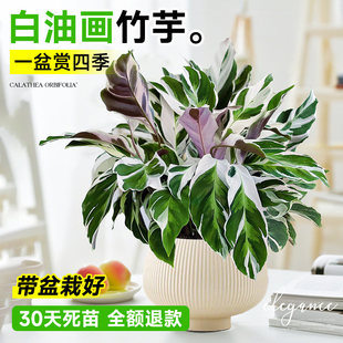 白油画竹芋盆栽办公室内客厅桌面绿植四季常青好养活植物净化空气