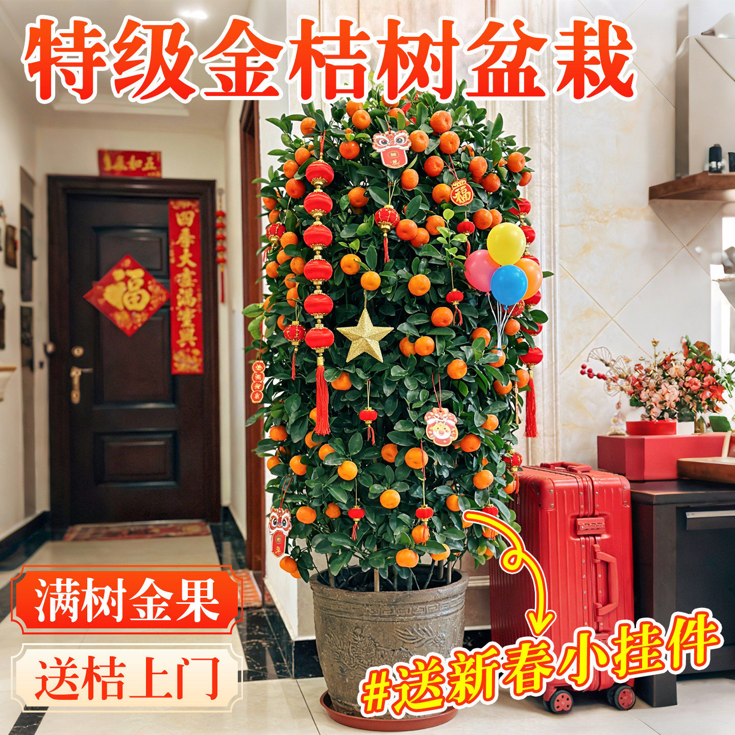 金桔树盆栽四季可食用客厅带果