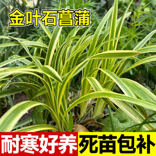 金叶石菖蒲苗金丝苔草盆栽地栽花镜绿植室外庭院植物园林造景好养