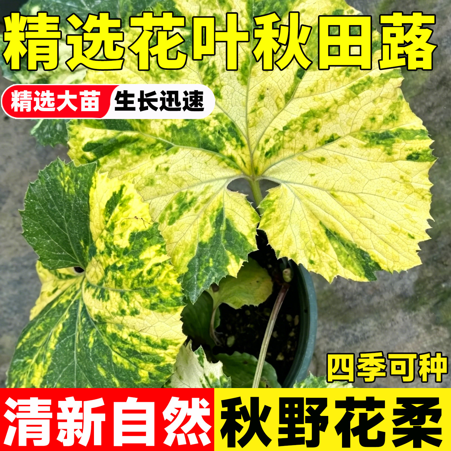 花叶秋田蕗盆栽耐寒耐阴多年生彩