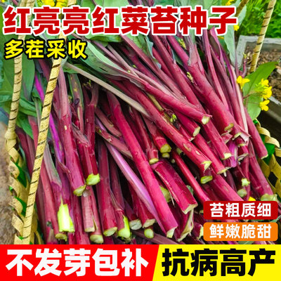 红亮亮红菜苔种籽子室外阳台庭院