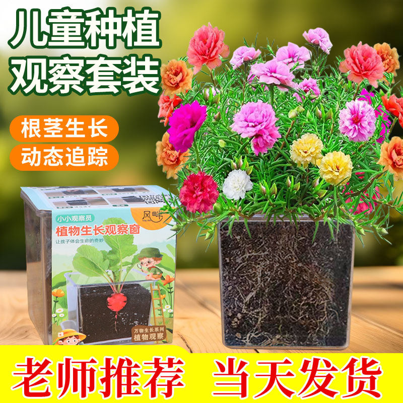 太阳花种籽儿童种植观察套盒小盆栽学生实验四季种植向日葵种子孑