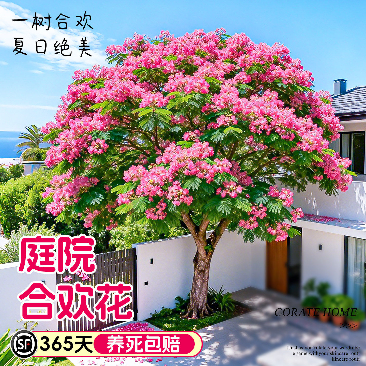 合欢花树苗绒花树庭院耐寒旱工程绿化行道风景乔木南北方种植大树