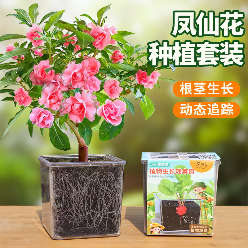 凤仙花种子小盆栽学生实验观察儿童种植向日葵太阳花种籽四季开花