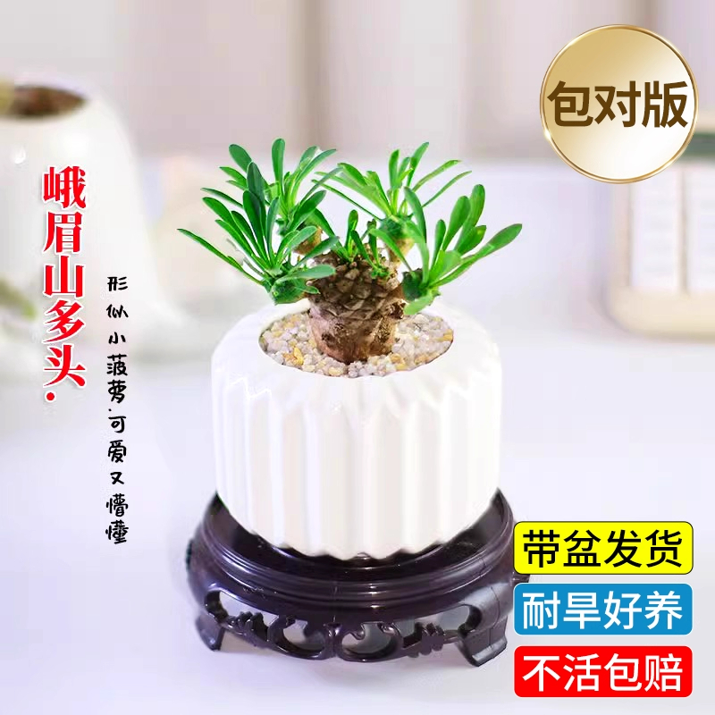 峨眉山多肉实生块根植物小菠