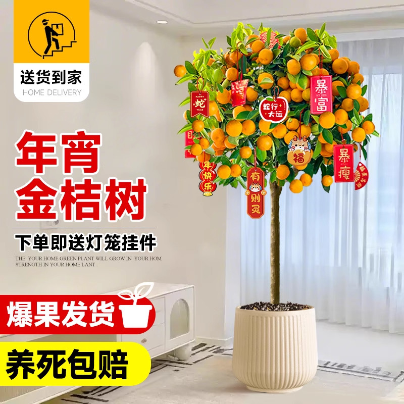 年桔金桔盆栽带果室内大型绿植广东装饰橘子树苗四季2025新年宵花