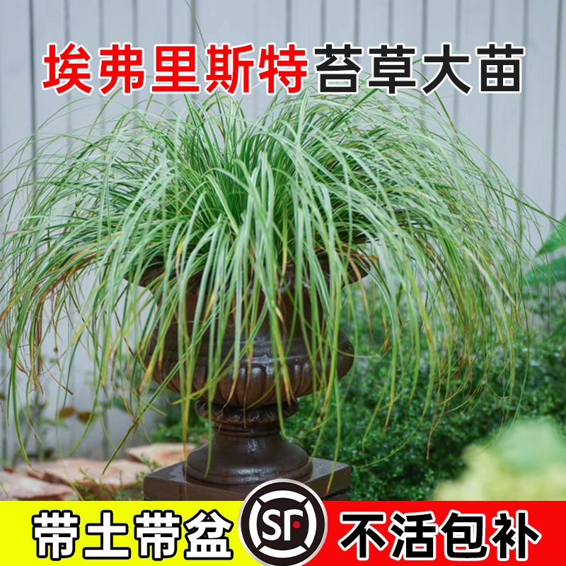 埃弗里斯特金叶石菖蒲金丝苔草室