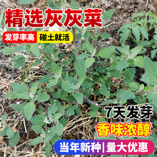 灰灰菜种子四季种植易成活早熟抗病高产蔬菜野生山野菜灰条菜种籽