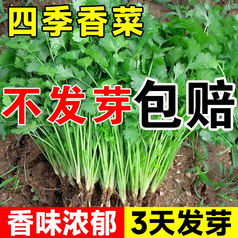 香菜种孑小叶老品种香菜种籽农家四季种子蔬菜大全生菜盆栽菜种苗-封面