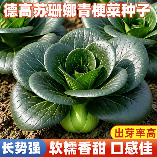 德高苏珊娜青梗菜种子黑叶油亮矮
