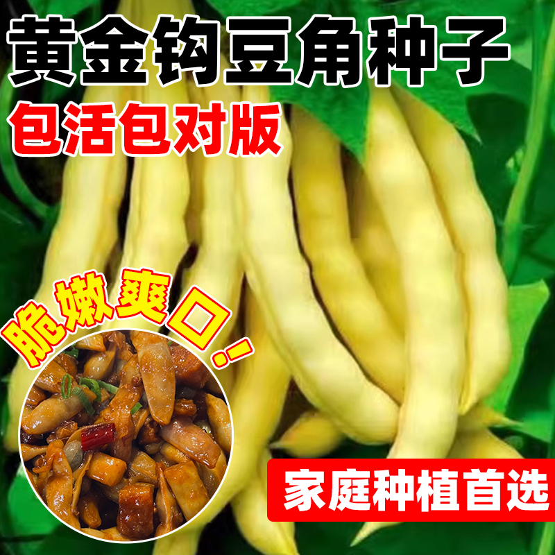 东北黄金勾黄金钩豆角架豆王种