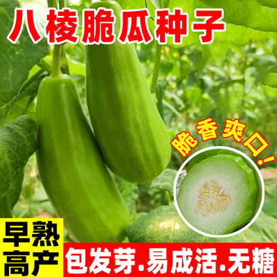 早熟香酥八棱脆瓜种子菜烧