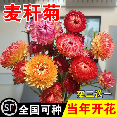 麦秆菊花种庭院阳台多年生