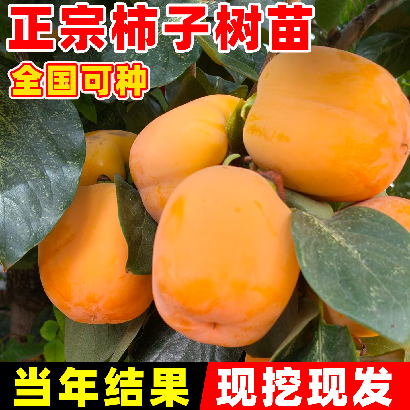 柿子苗树地栽盆栽嫁接脆甜无核南