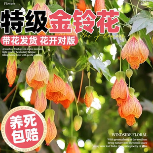 金铃花盆栽纹瓣悬铃花木本灯笼花倒挂金钟苗阳台花园垂吊花卉大苗