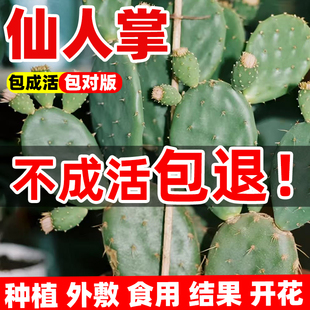 仙人掌火龙果红花当年结果食用型宝塔红果仙人掌种植黄大刺米邦塔