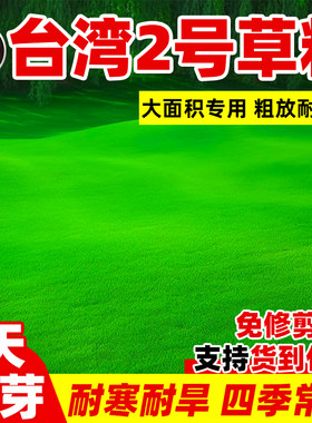 台湾二号草籽草坪种子结缕草矮生