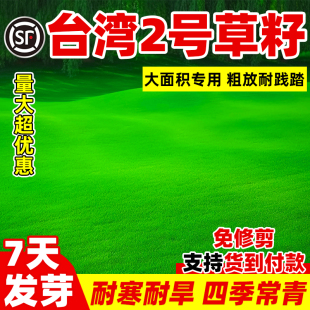 台湾二号草籽草坪种子结缕草矮生四季青种子台湾草草种台湾青草籽