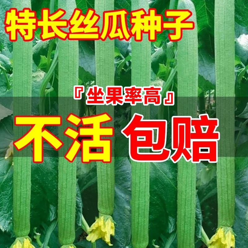 特长丝瓜种子籽春季南方种植香肉丝瓜种孑阳台庭院盆栽蔬菜苗秧苗