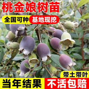 桃金娘树苗捻子庭院盆栽果苗山菍子树地稔子小苗常绿南方北方种植