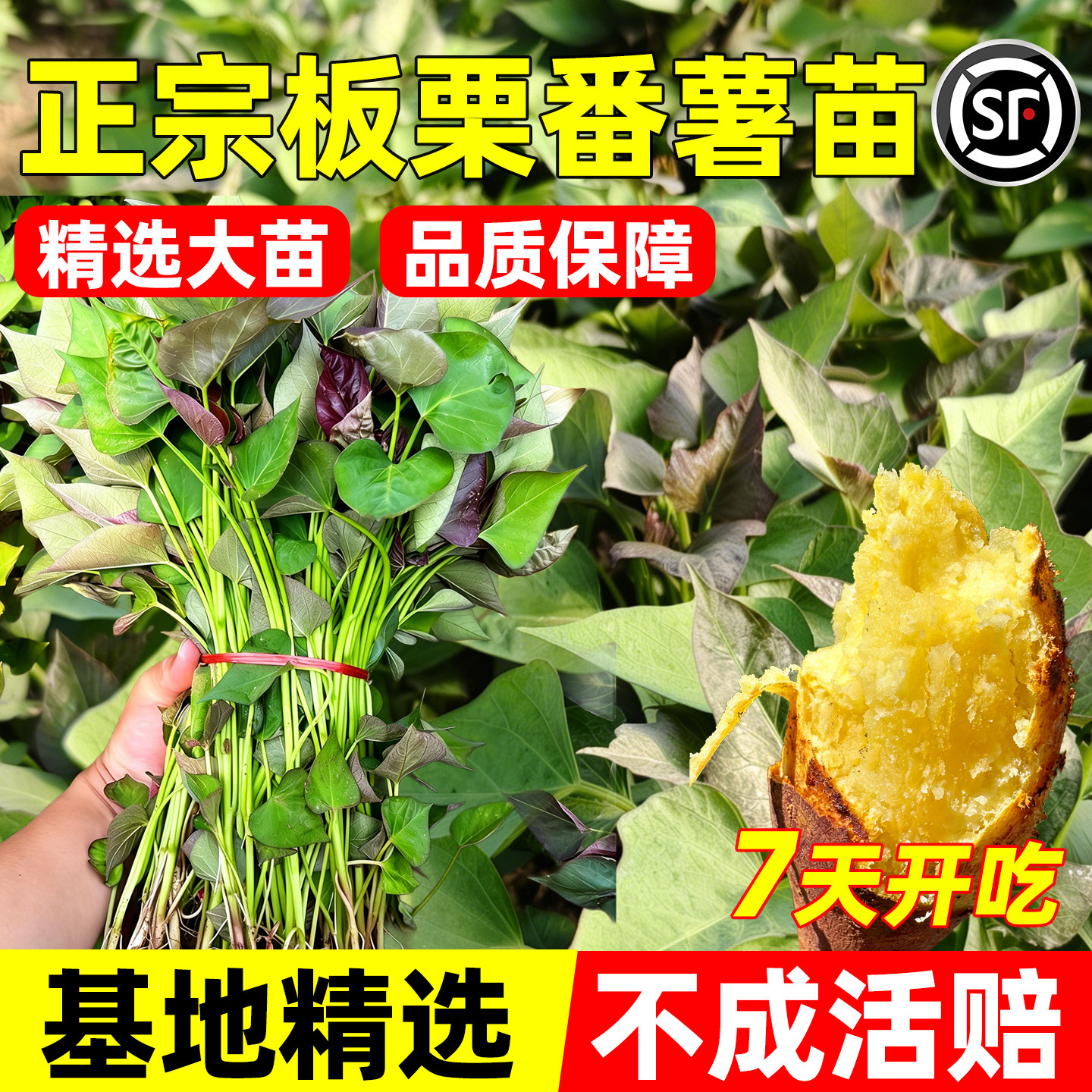 耐热抗旱商薯19白心板栗薯苗简单图片