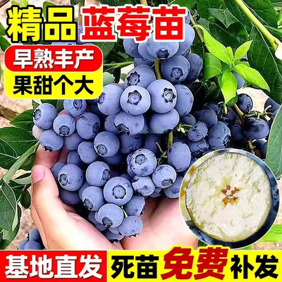 蓝莓树果苗盆栽带大果蓝梅苗