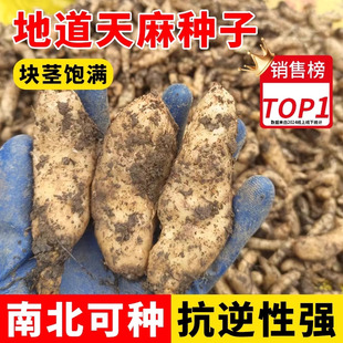 天麻种子批发云南正宗野生乌天麻四季种植高产可食用药材耐寒好养