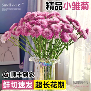 小雏菊鲜花顺丰次日达云南直发鲜切花卉真花期长好养情人节插花束