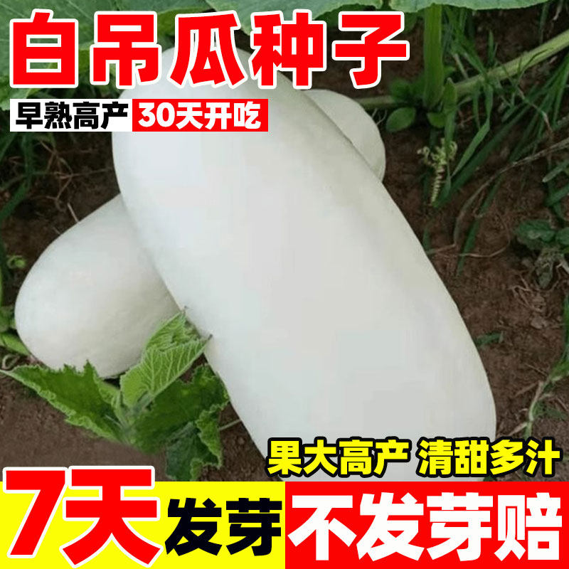 白吊瓜种子特大白吊瓜白皮笋瓜种子庭院爬藤食用蔬菜种子做馅种籽