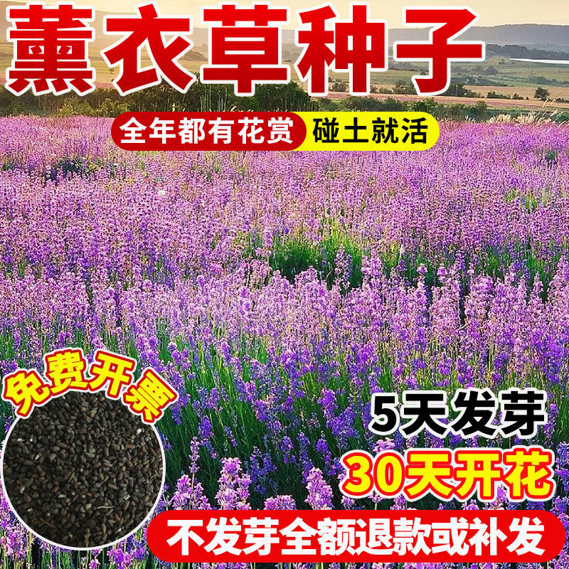 薰衣草花种子四季开花驱蚊草种籽阳台庭院盆栽普罗旺斯薰衣草花苗